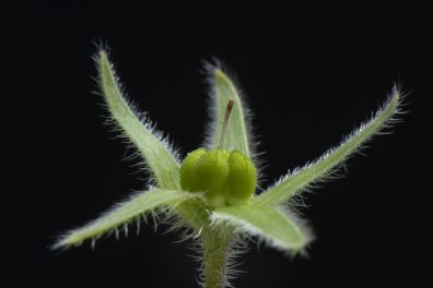 Bourrache officinale - jeune fruit ouvert (Borago officinalis)